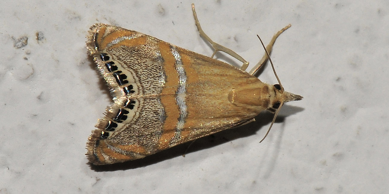 Euchromius sp?